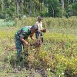 Bantu Panen Kacang Tanah, Babinsa Eratkan Silaturahmi dan Wujud Kepedulian kepada Petani