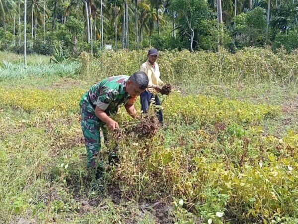 Bantu Panen Kacang Tanah, Babinsa Eratkan Silaturahmi dan Wujud Kepedulian kepada Petani