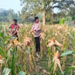 Polsek Hulu Kuantan Cek Tanaman Jagung Di Desa Sungai Alah, Dukung Swasembada Pangan 2026