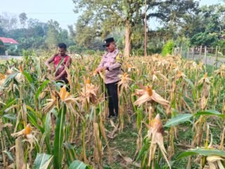 Polsek Hulu Kuantan Cek Tanaman Jagung Di Desa Sungai Alah, Dukung Swasembada Pangan 2026