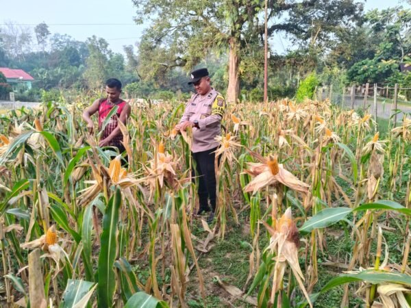 Polsek Hulu Kuantan Cek Tanaman Jagung Di Desa Sungai Alah, Dukung Swasembada Pangan 2026