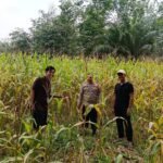 Polsek Kuantan Mudik Cek Perkembangan Jagung Pipil, Dukung Swasembada Pangan 2026