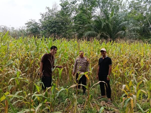 Polsek Kuantan Mudik Cek Perkembangan Jagung Pipil, Dukung Swasembada Pangan 2026