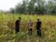 Polsek Kuantan Mudik Cek Perkembangan Jagung Pipil, Dukung Swasembada Pangan 2026