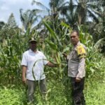 Dukung Ketahanan Pangan, Polsek Tapung Hilir Pantau Perkembangan Tanaman Jagung Pipil Milik Warga Desa Kota Baru