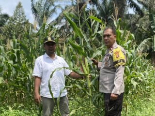 Dukung Ketahanan Pangan, Polsek Tapung Hilir Pantau Perkembangan Tanaman Jagung Pipil Milik Warga Desa Kota Baru