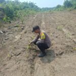 Dukung Swasembada Pangan, Polsek Logas Tanah Darat Cek Perkembangan Tanaman Jagung Di Desa Teratak Rendah