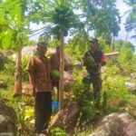 Babinsa Krueng Raya Dampingi Panen Pepaya, Dukung Ketahanan Pangan & Tingkatkan Kesejahteraan Petani