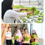 Rutan Pekanbaru Dorong UMKM Hasil Pembinaan Melalui Produk Hortikultura Hidroponik