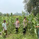Polsek Kuantan Mudik Cek Tanaman Jagung Pipil, Dukung Swasembada Pangan 2026