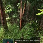 Sudah nyatakan menyerah, mantan pembeli tanah di Teratak Buluh Kampar Malah Intimidasi pembeli Baru 