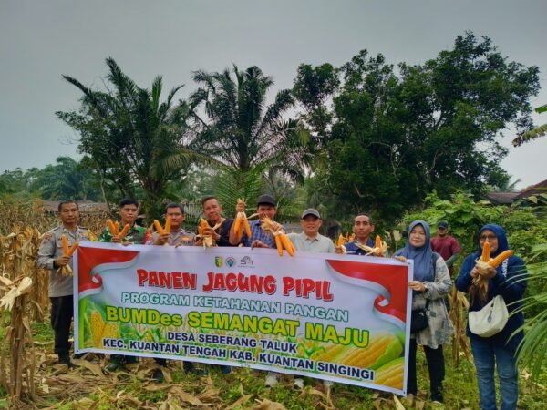 Polsek Kuantan Tengah Dukung Panen Jagung Pipil BUMDes Semangat Maju, Hasilkan 3,5 Ton
