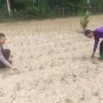 Polsek Kuantan Mudik Cek Tanaman Jagung Pipil Dukung Swasembada Pangan 2026