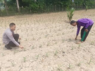 Polsek Kuantan Mudik Cek Tanaman Jagung Pipil Dukung Swasembada Pangan 2026