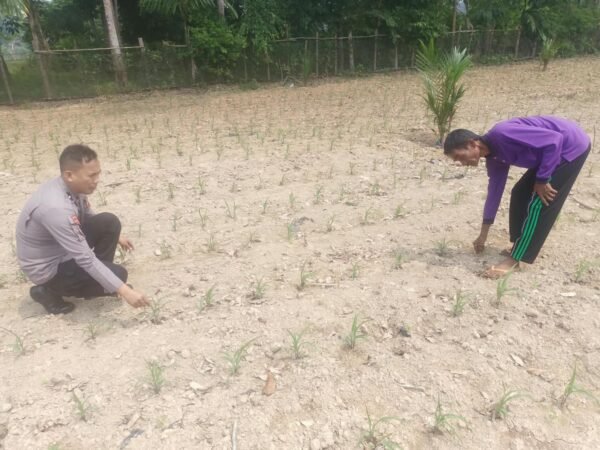 Polsek Kuantan Mudik Cek Tanaman Jagung Pipil Dukung Swasembada Pangan 2026