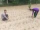 Polsek Kuantan Mudik Cek Tanaman Jagung Pipil Dukung Swasembada Pangan 2026