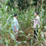 Polres Kuansing Cek Tanaman Jagung Di Banjar Guntung, Dukung Swasembada Pangan 2026