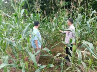 Polres Kuansing Cek Tanaman Jagung Di Banjar Guntung, Dukung Swasembada Pangan 2026