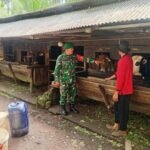 Tingkatkan Potensi Peternakan Lokal, Babinsa Batee Shoek Ajak Warga Kelola Ternak Sapi Lebih Terarah