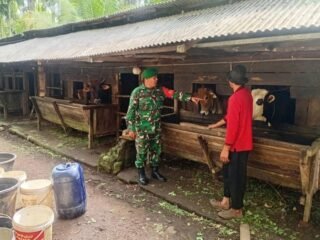 Tingkatkan Potensi Peternakan Lokal, Babinsa Batee Shoek Ajak Warga Kelola Ternak Sapi Lebih Terarah
