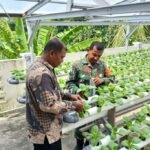 Swasembada Pangan Lewat Hidroponik, Babinsa Paya Pantau Perkembangan Tanaman Sawi Untuk Hasil Maksimal 