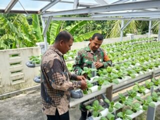 Swasembada Pangan Lewat Hidroponik, Babinsa Paya Pantau Perkembangan Tanaman Sawi Untuk Hasil Maksimal 