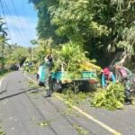 Babinsa Krueng Raya Bantu Petugas PLN Bersihkan Pohon Atasi Gangguan Jaringan Listrik