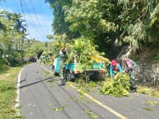 Babinsa Krueng Raya Bantu Petugas PLN Bersihkan Pohon Atasi Gangguan Jaringan Listrik