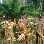 Polsek Pangean Dukung Ketahanan Pangan, Panen Raya Jagung Pipil Di Desa Pulau Deras