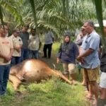 Lima Lembu Milik Warga Aman Sari Mati Bersamaan, Polisi Turun Tangan Selidiki Dugaan Keracunan