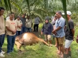 Lima Lembu Milik Warga Aman Sari Mati Bersamaan, Polisi Turun Tangan Selidiki Dugaan Keracunan