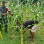 Pendampingan Perawatan Tanaman, Babinsa Jaboi Bantu Petani Jagung Manis Tumbuh Lebih Optimal