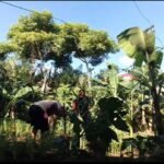 Babinsa Keuneukai Bantu Perawatan Tanaman Palawija, Dorong Petani Maksimalkan Lahan Kosong