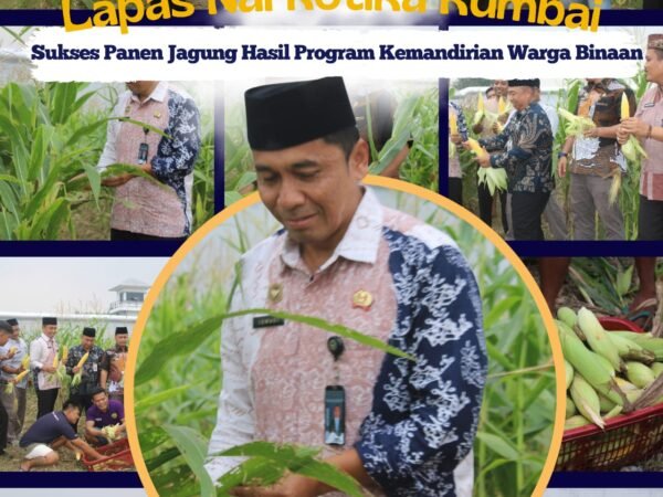Wujudkan Ketahanan Pangan Lapas Narkotika Rumbai Sukses Panen Jagung Hasil Program Kemandirian Warga Binaan