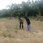 Polsek Kuantan Mudik Cek Tanaman Jagung Di Pebaun Hulu, Dukung Swasembada Pangan