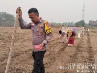 Polsek Kuantan Tengah Dukung Ketahanan Pangan melalui Penanaman Jagung Di Muaro Sentajo