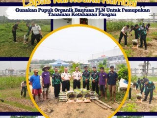 Kerjasama Pemanfaatan Faba Lapas Narkotika Rumbai Gunakan Pupuk Organik Bantuan PLN Untuk Pemupukan Tanaman Ketahanan Pangan