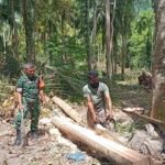 Babinsa Cot Abeuk Bantu Olah Kayu Kelapa Jadi Material Rumah Warga