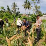 Dukung Swasembada Pangan 2026, Kapolsek Benai Bersama Kelompok Tani Panen Jagung Pipil Di Desa Tebing Tinggi