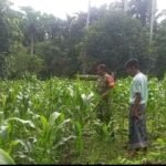 Dampingi Perawatan Jagung Manis, Babinsa Paya Dukung Swasembada Pangan di Sabang