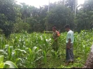 Dampingi Perawatan Jagung Manis, Babinsa Paya Dukung Swasembada Pangan di Sabang