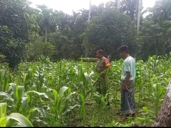 Dampingi Perawatan Jagung Manis, Babinsa Paya Dukung Swasembada Pangan di Sabang